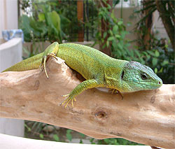 Balkan green lizard - lacerta trilineata