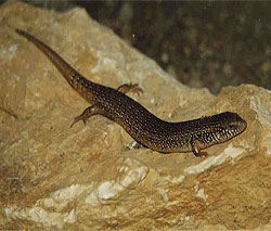 Ocellated skink - chalcides ocellatus