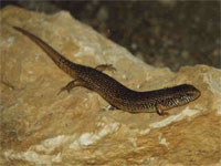 Ocellated skink