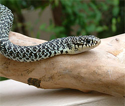 Balkan whip snake - coluber gemonensis