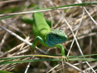 Balkan green lizard