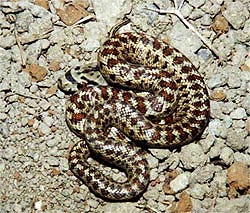 Leopard snake - elaphe situla