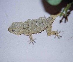 Moorish gecko - tarentola mauritanica