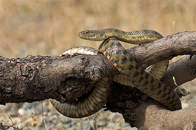 Dobbelsteenslang - Natrix tessellata