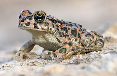 Groene pad - Pseudepidalea/Bufo viridis