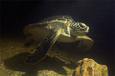 Soep Schildpad - Chelonia mydas