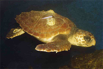 Onechte karetschildpad - Caretta caretta