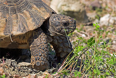 Klokschildpad - Testudo marginata