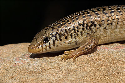 Parelskink - Chalcides ocellatus