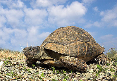 Moorse landschildpad - Testudo graeca