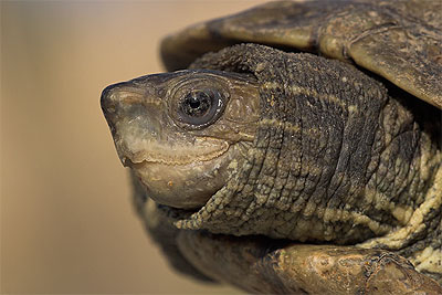 Balkanbeekschildpad - Mauremys rivulata