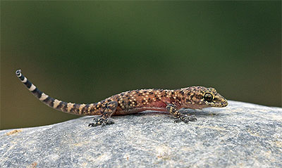 Europese Huisgekko - Hemidactylus turcicus