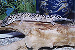 Luipaard gecko